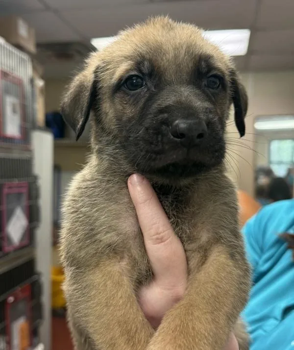 Pumba