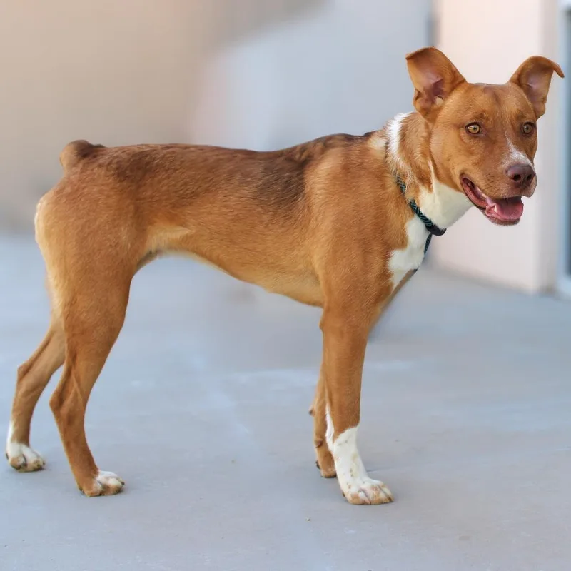 A young medium-sized female Yellow / Tan / Blond / Fawn Mixed Breed dog named Sierra for adoption in Las Cruces, NM