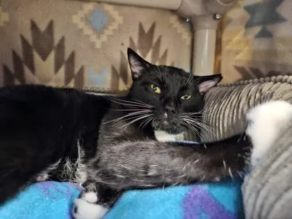 An adult small-sized male Domestic Short Hair cat named Robbie for adoption in Scotia, NY