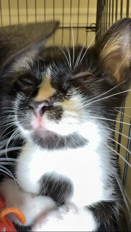 A baby small-sized male Domestic Short Hair cat named Red for adoption in Lawrenceville, GA