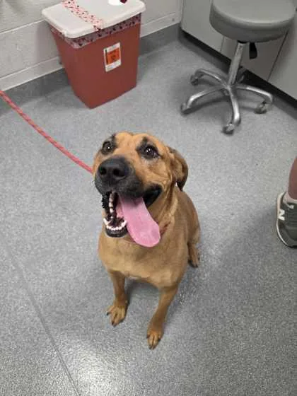 An adult large-sized female Mountain Cur dog named Delta Dawn for adoption in Sevierville, TN