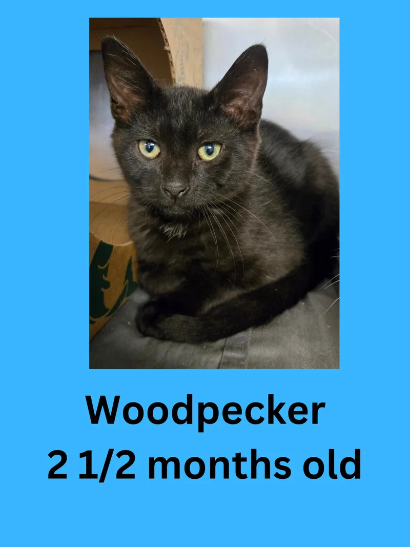 A baby small-sized male Black Domestic Short Hair cat named Woodpecker for adoption in Ravenna, OH