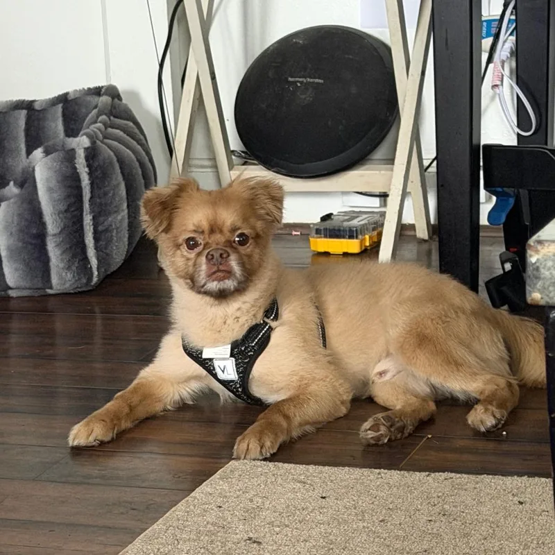 A senior small-sized male Yellow / Tan / Blond / Fawn Pomeranian dog named Cinnamon for adoption in Springfield, MA