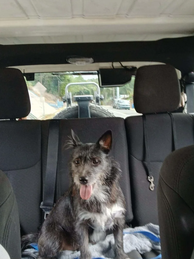A young medium-sized male Gray / Blue / Silver Terrier dog named Argos for adoption in Huntington, NY