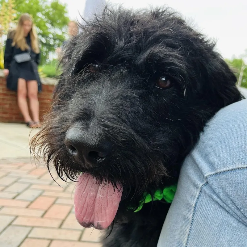 An adult medium-sized male Black Labrador Retriever dog named Si for adoption in La Grange, KY