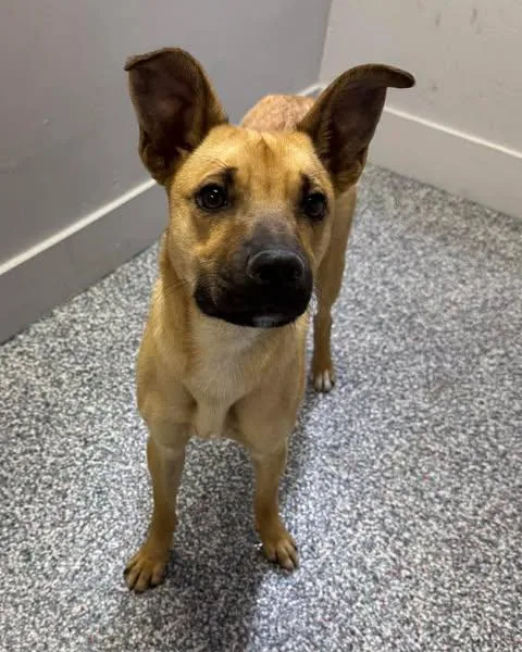 A young medium-sized female Shepherd dog named Mocha for adoption in Las Vegas, NV