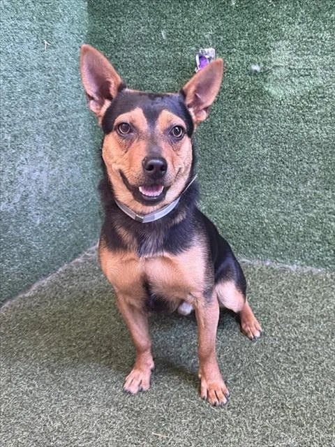 A young medium-sized male Miniature Pinscher dog named Angus for adoption in Lancaster, CA