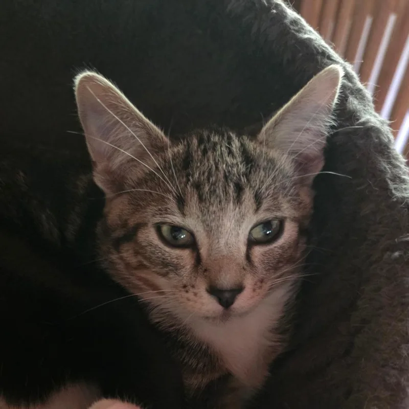 A baby medium-sized male Gray / Blue / Silver Domestic Short Hair cat named Jaran for adoption in Bedford, NH