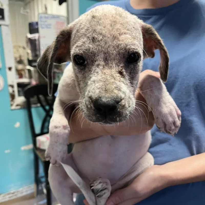 A baby small-sized female Boxer dog named State Farm for adoption in Stephenville, TX