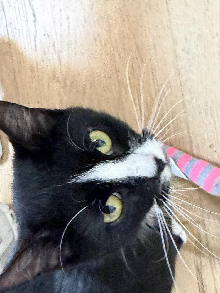 Broccoli thumbnail 2