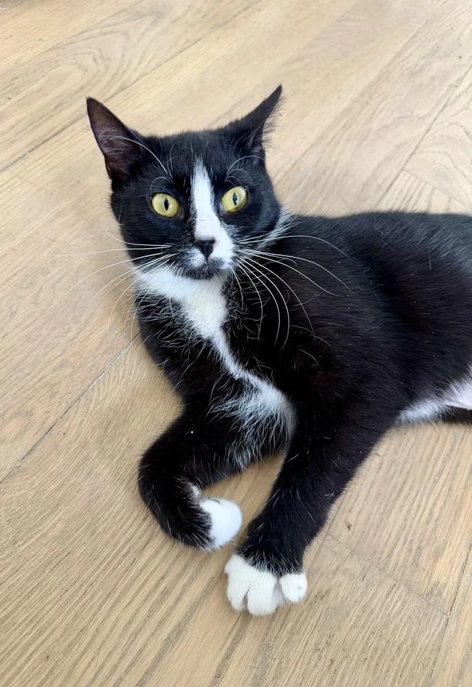 Broccoli thumbnail 3