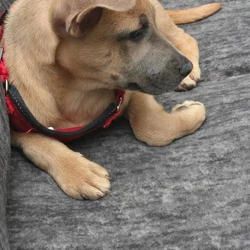 A baby small-sized female Mixed Breed dog named Lily for adoption in Bellmawr, NJ