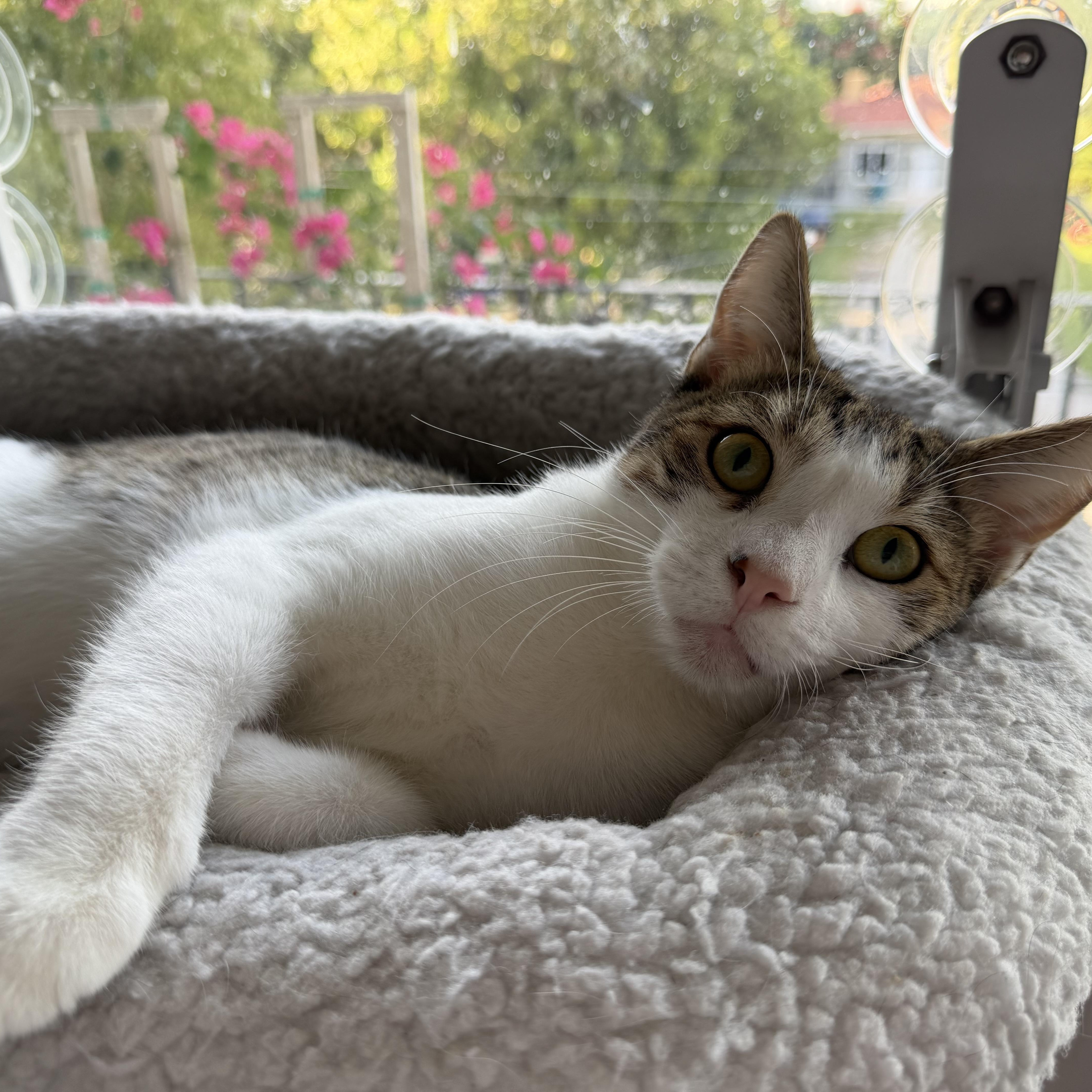 A baby medium-sized male Gray & White Domestic Short Hair cat named Rufus for adoption in Miami, FL