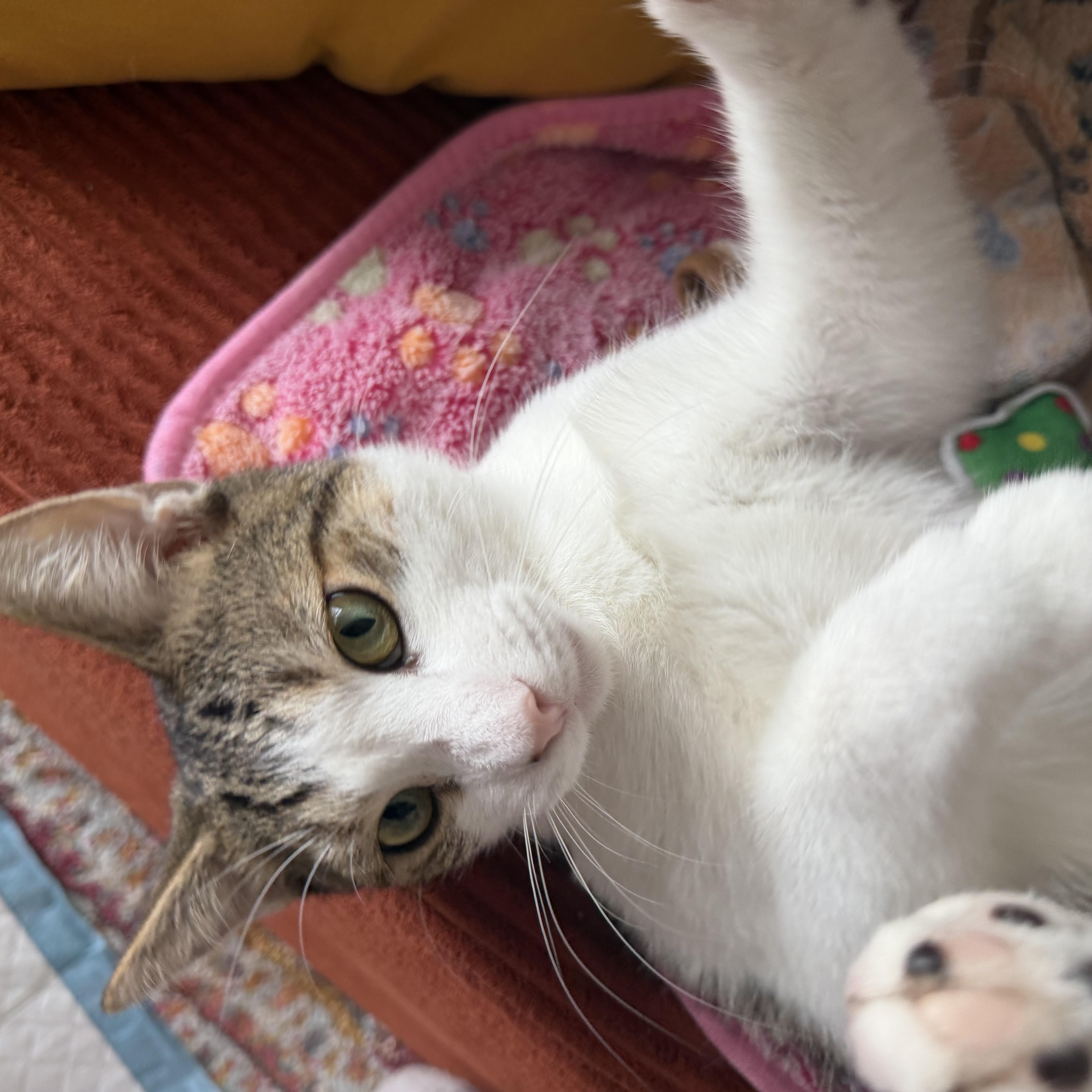 Rufus thumbnail 4