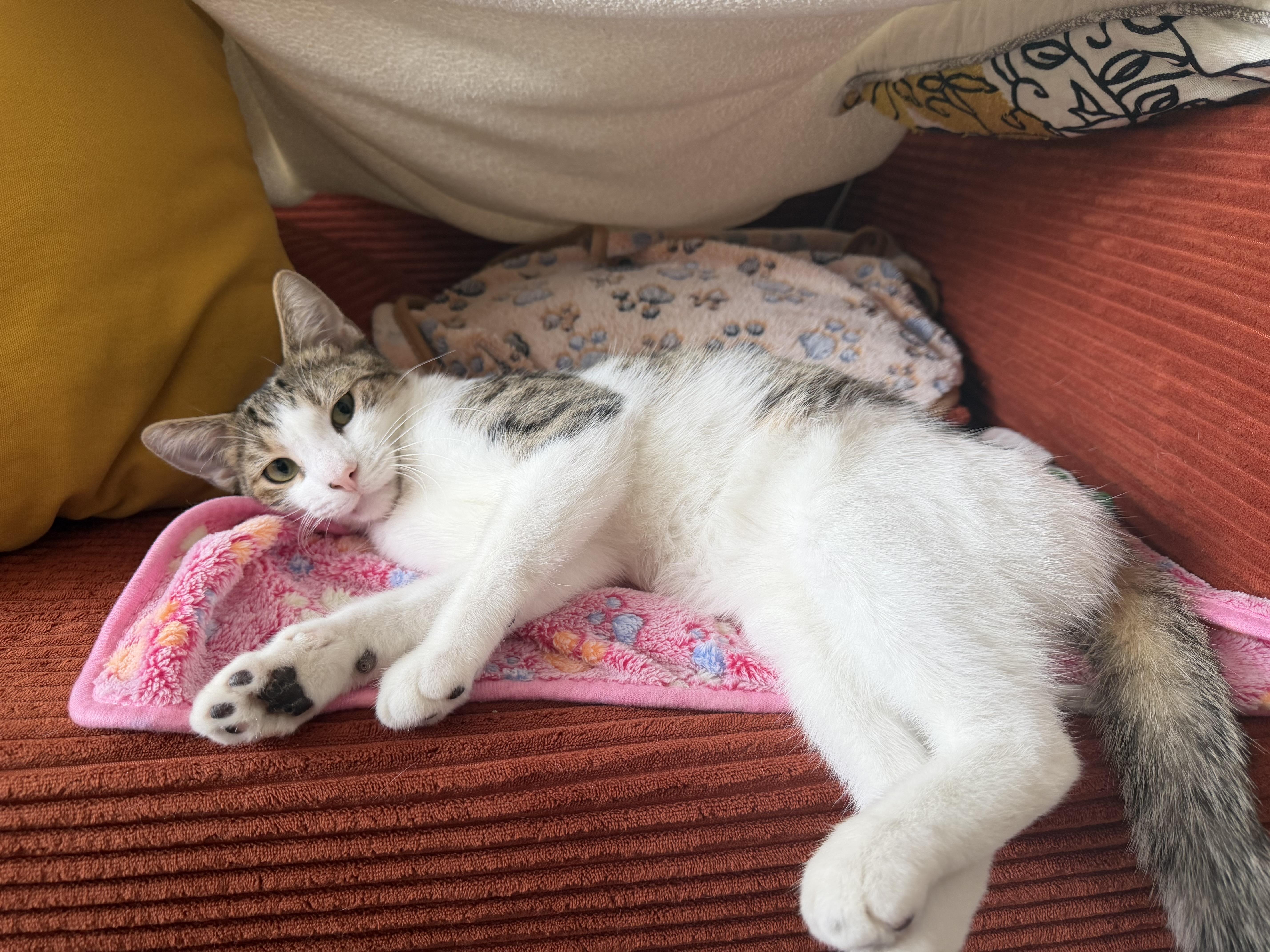 Rufus thumbnail 6