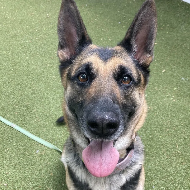 An adult large-sized female Black German Shepherd Dog dog named Hey There Delilah for adoption in Providence, RI