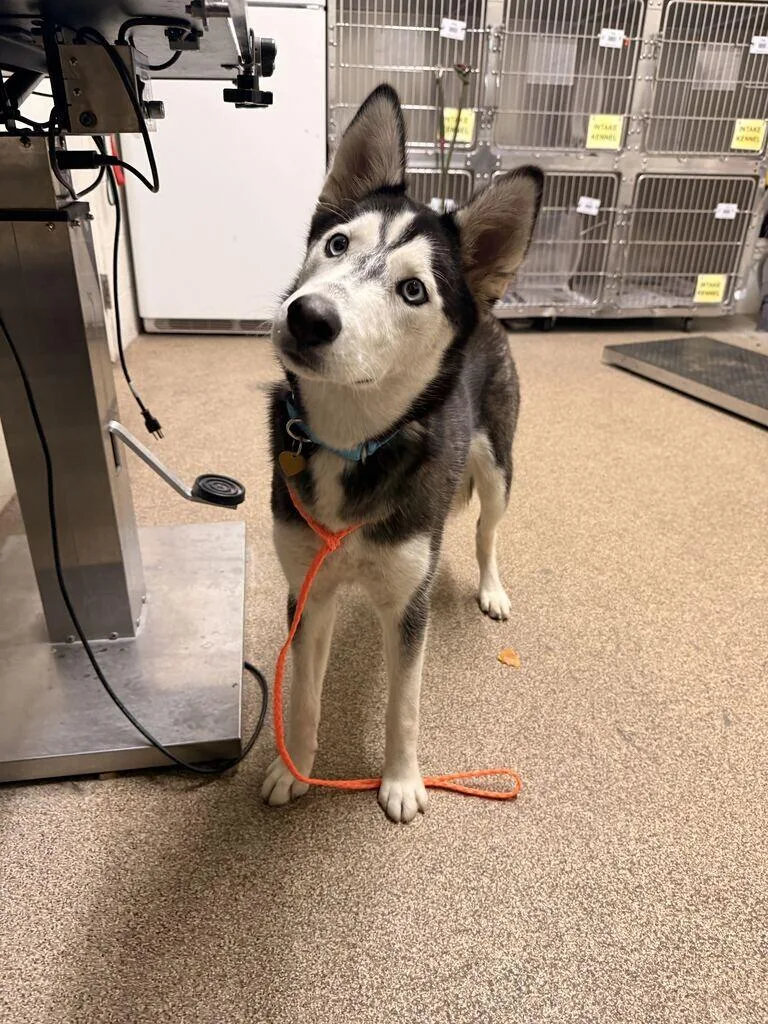 A young medium-sized female Black Husky dog named Kelsey for adoption in Fruit Heights, UT