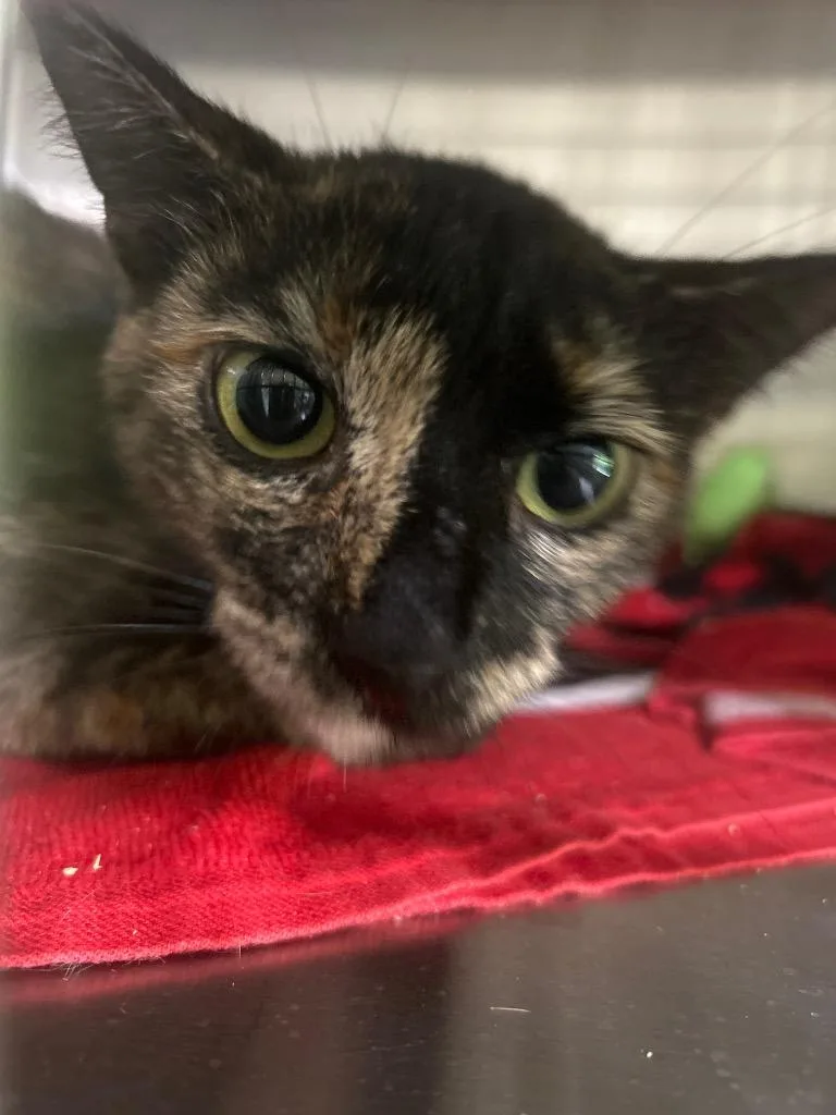Penelope