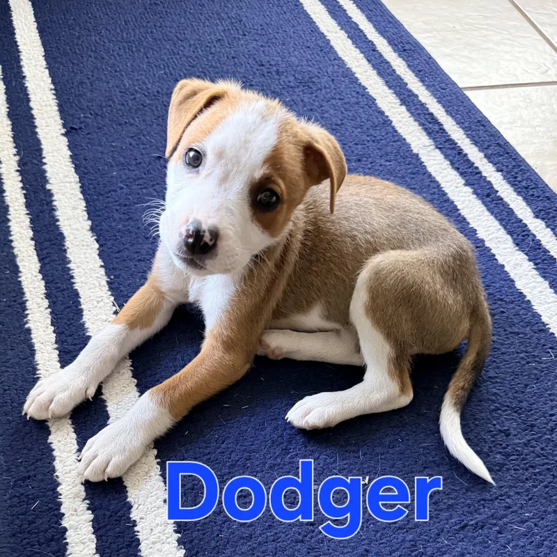 Dodger