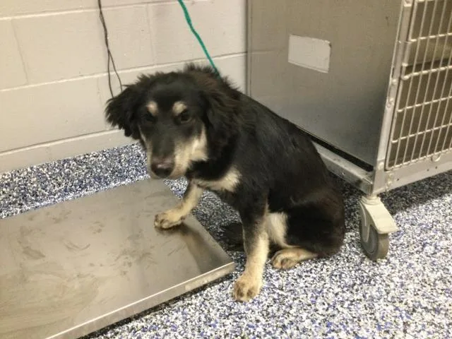 A young medium-sized female Australian Shepherd dog named Flor for adoption in Thousand Palms, CA