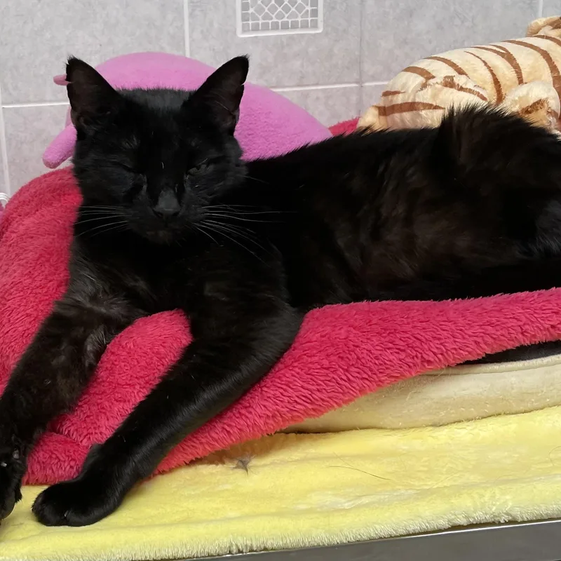 An adult medium-sized male Black American Shorthair cat named Binx for adoption in North Kingstown, RI