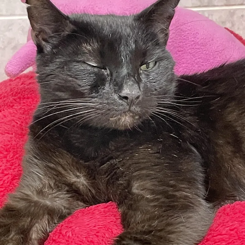 Binx thumbnail 2