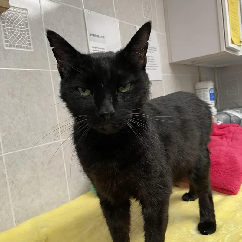 Binx thumbnail 3