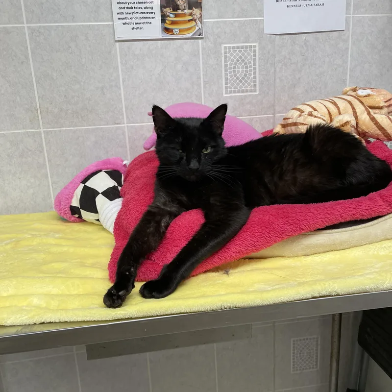 Binx thumbnail 4