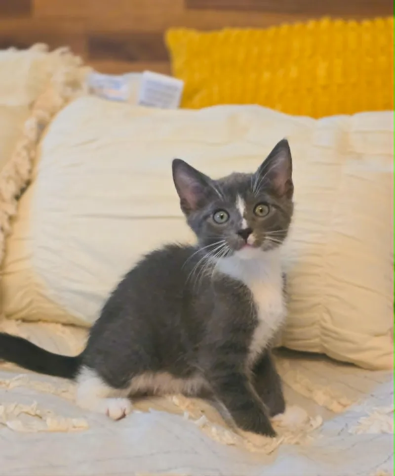 A baby medium-sized female Gray & White Domestic Short Hair cat named Delta for adoption in Mullica Hill, NJ