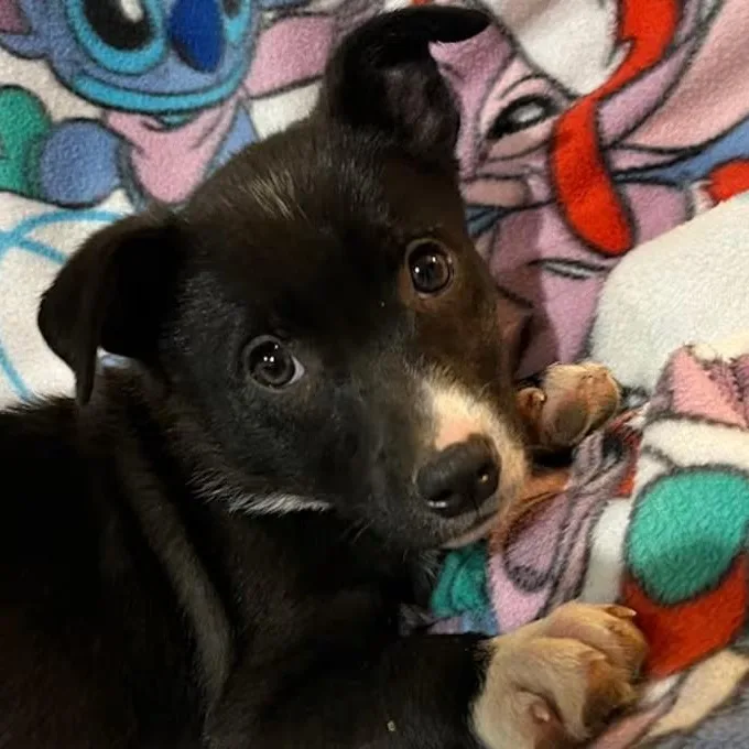 A young medium-sized female Black Mixed Breed dog named Hailey Whitters for adoption in Nantucket, MA