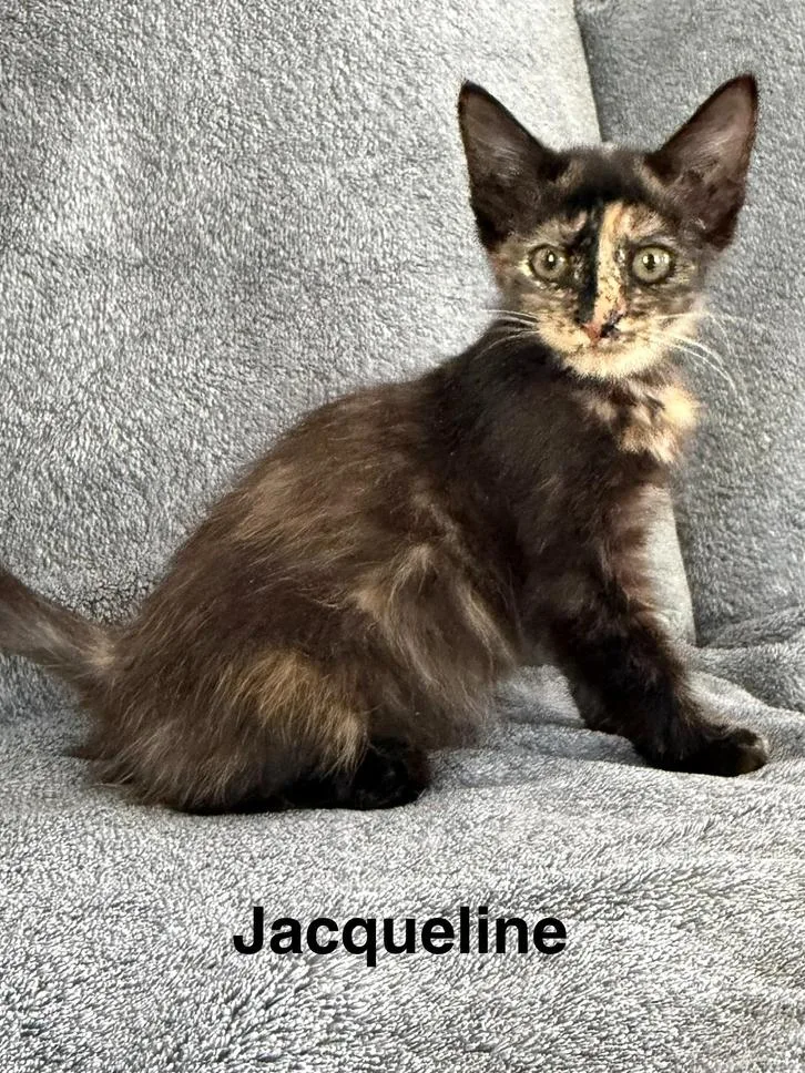 A baby small-sized female Domestic Short Hair cat named Jacqueline for adoption in Wellington, FL