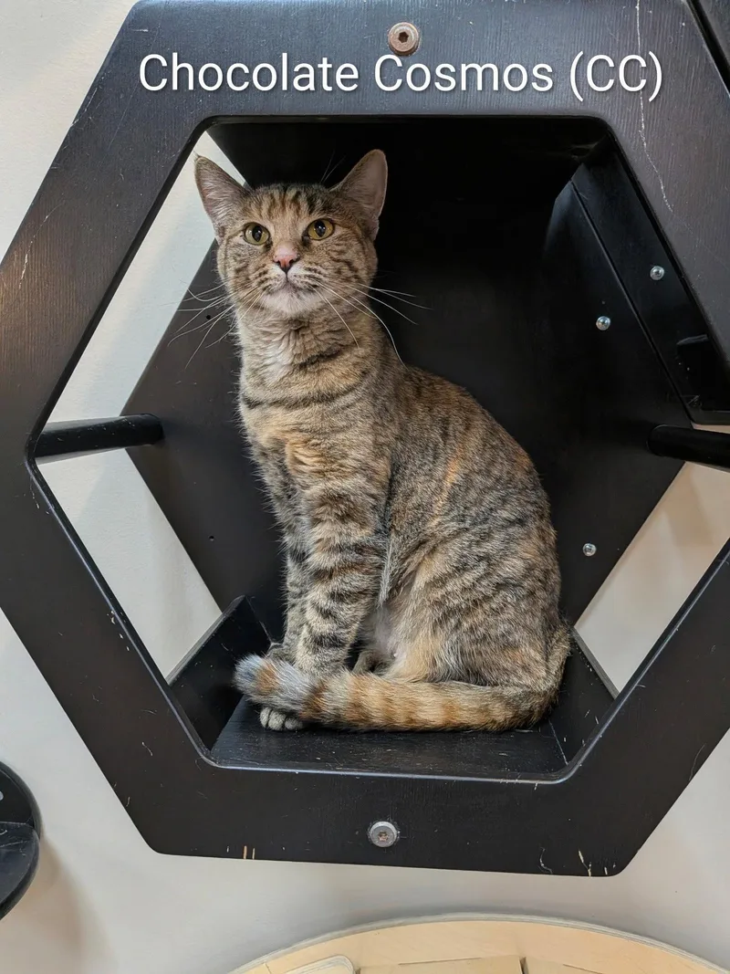 An adult medium-sized female Domestic Short Hair cat named Chocolate Cosmos for adoption in Lake Saint Louis, MO