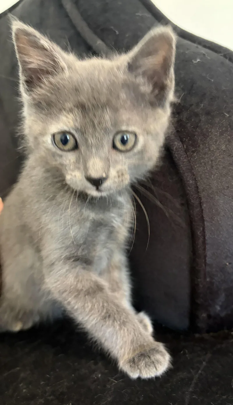 A baby medium-sized female Gray / Blue / Silver Domestic Short Hair cat named Pewtie for adoption in Buford, GA