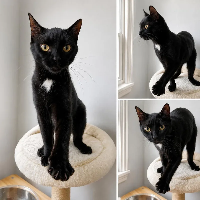 An adult medium-sized female Black Domestic Short Hair cat named Pyrrha for adoption in La Grange, KY