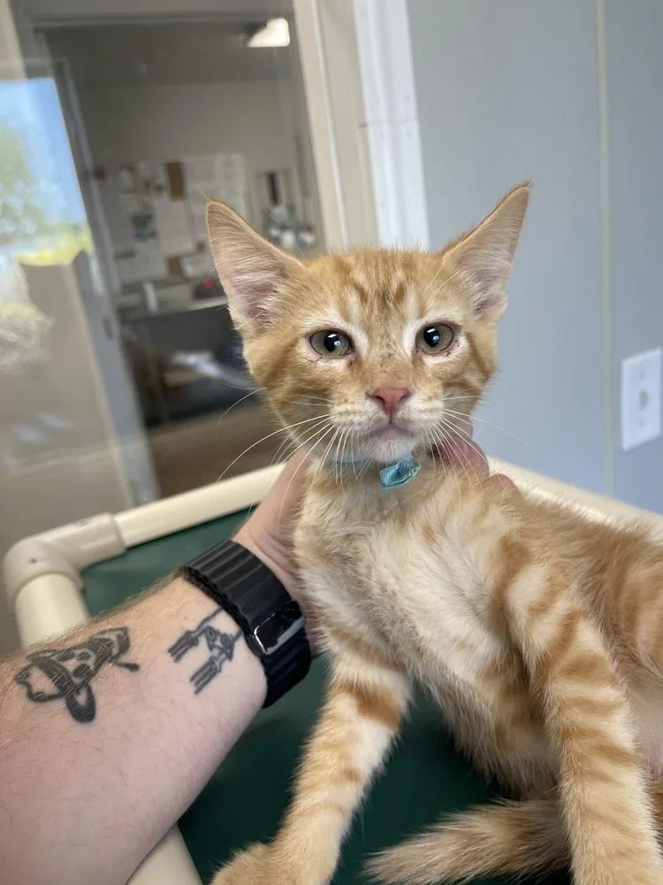 A baby medium-sized male Domestic Short Hair cat named Professor for adoption in Bolivar, MO