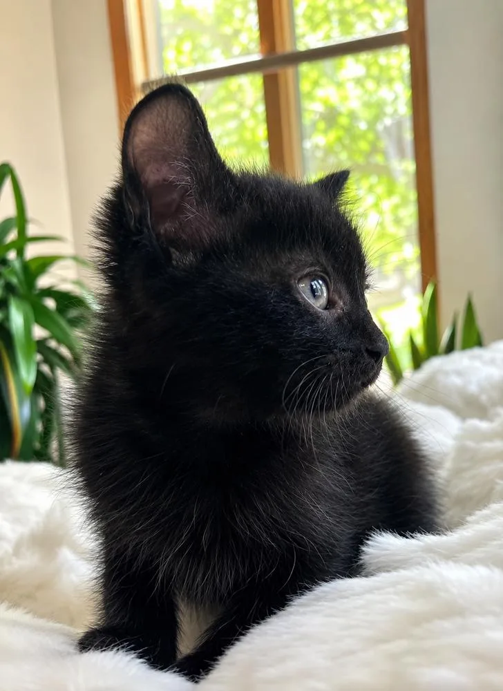 A baby medium-sized male Black Domestic Short Hair cat named Hershey for adoption in Clinton Township, MI