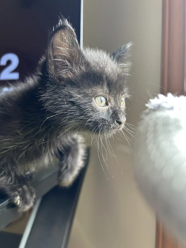 Hershey thumbnail 2