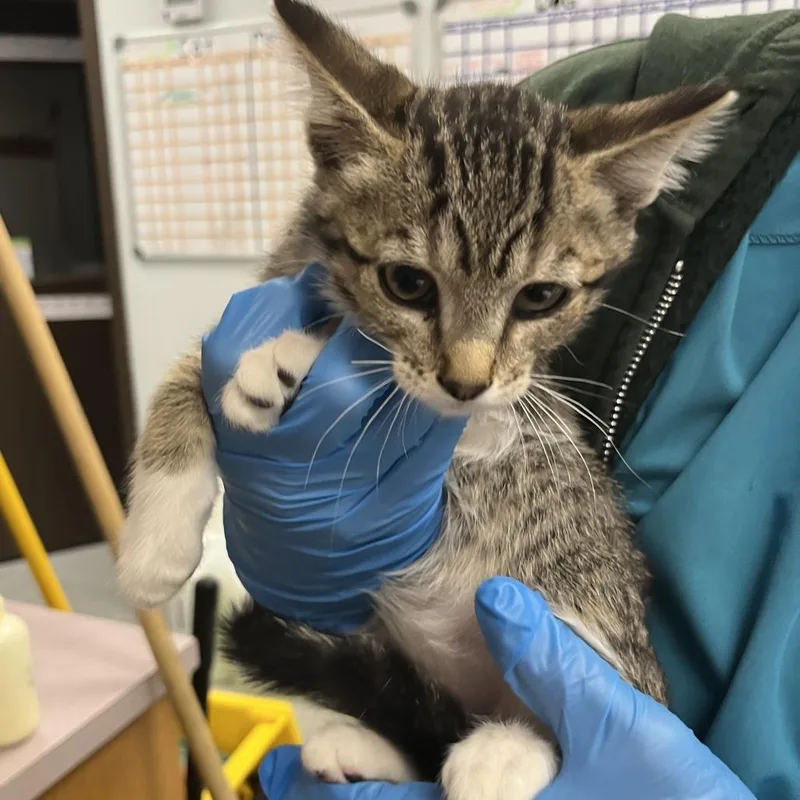 A baby small-sized male Black Domestic Short Hair cat named Gethro for adoption in Durango, CO
