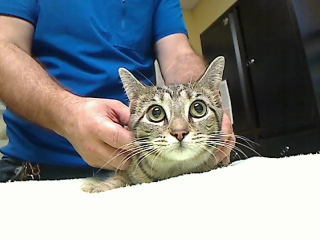 A young medium-sized female Domestic Short Hair cat named Pixel for adoption in Cookeville, TN
