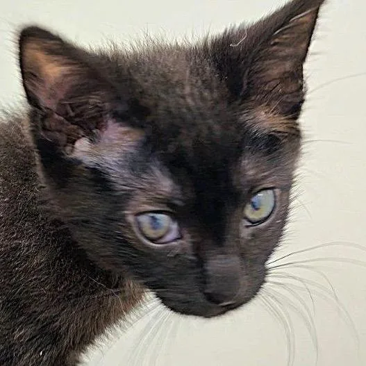 A baby small-sized female Domestic Short Hair cat named Opal for adoption in Cumming, GA
