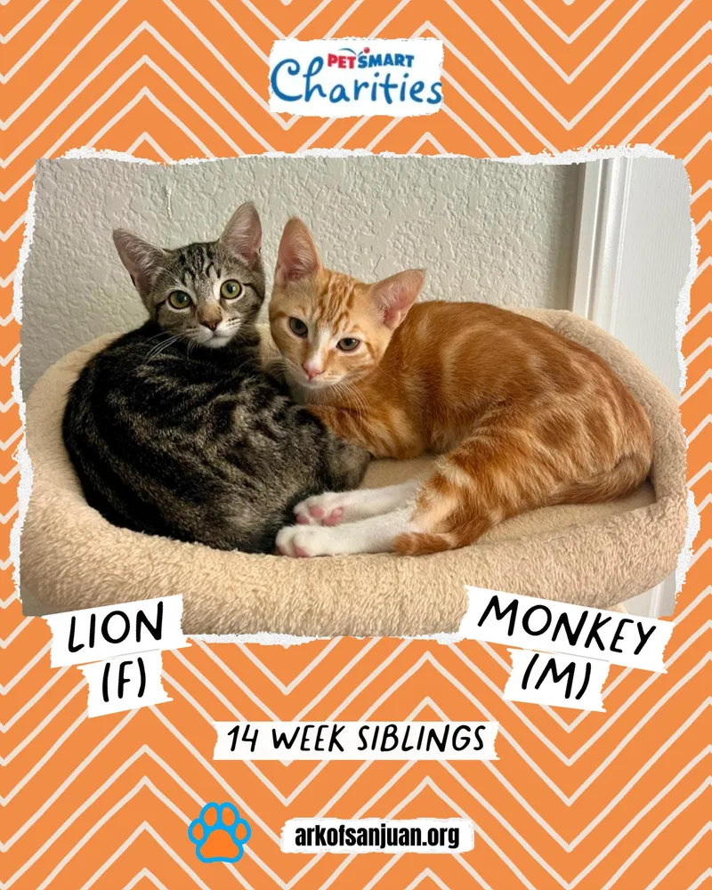 A baby small-sized female Tabby (Brown / Chocolate) Domestic Short Hair cat named Lion for adoption in San Juan Capistrano, CA