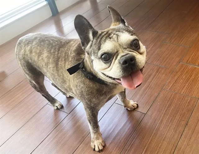 An adult medium-sized female French Bulldog dog named Darla for adoption in Fort Lauderdale, FL