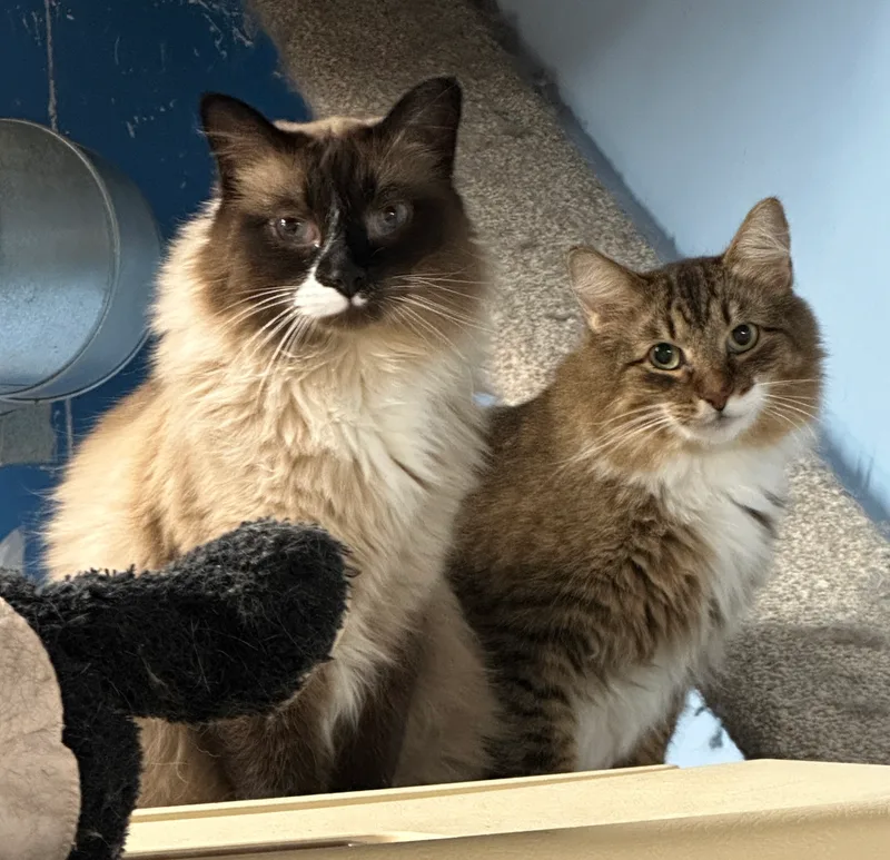 Copper Very Shy thumbnail 2