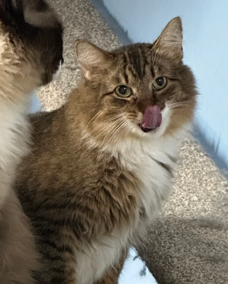 Copper Very Shy thumbnail 3