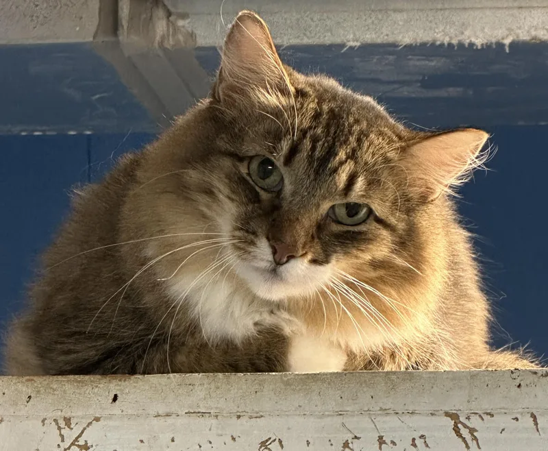 Copper Very Shy thumbnail 4