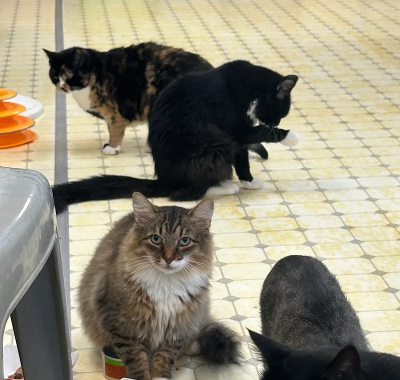 Copper Very Shy thumbnail 6