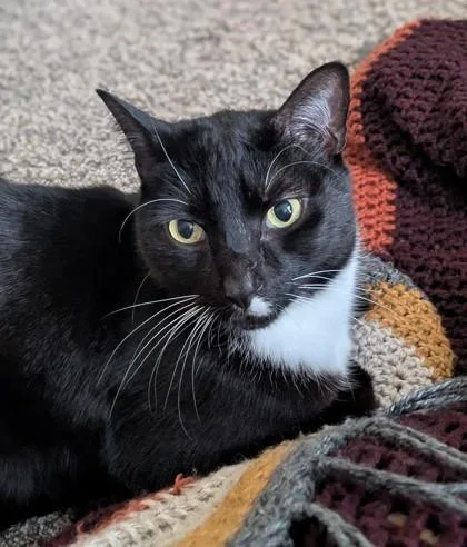 An adult small-sized male Domestic Short Hair cat named Sherlock for adoption in Seattle, WA