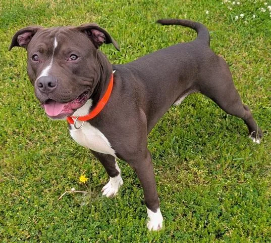 A young medium-sized male Pit Bull Terrier dog named Kyle for adoption in Akron, OH
