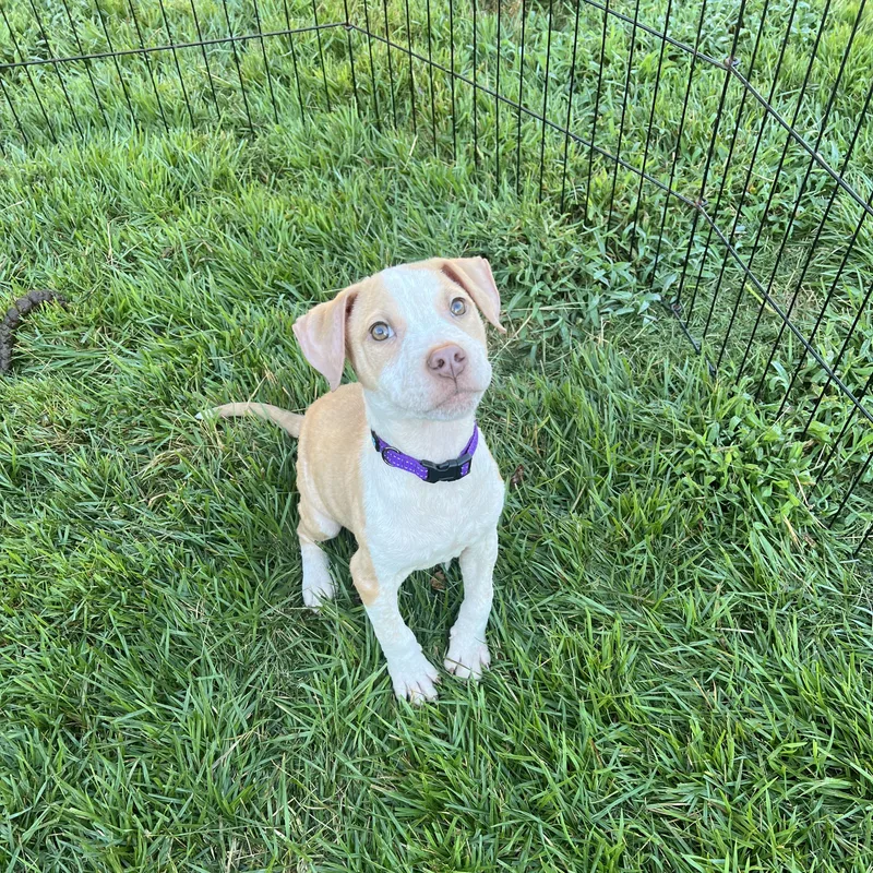 A baby small-sized male Beagle dog named Charlie for adoption in Mobile , AL