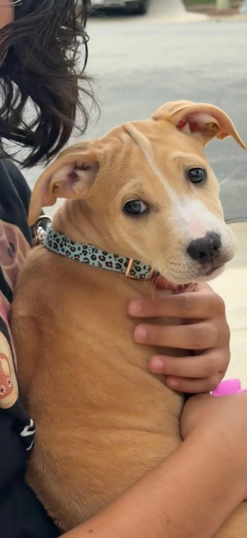 A baby medium-sized female Yellow / Tan / Blond / Fawn Rhodesian Ridgeback dog named Gemma for adoption in Oroville , CA